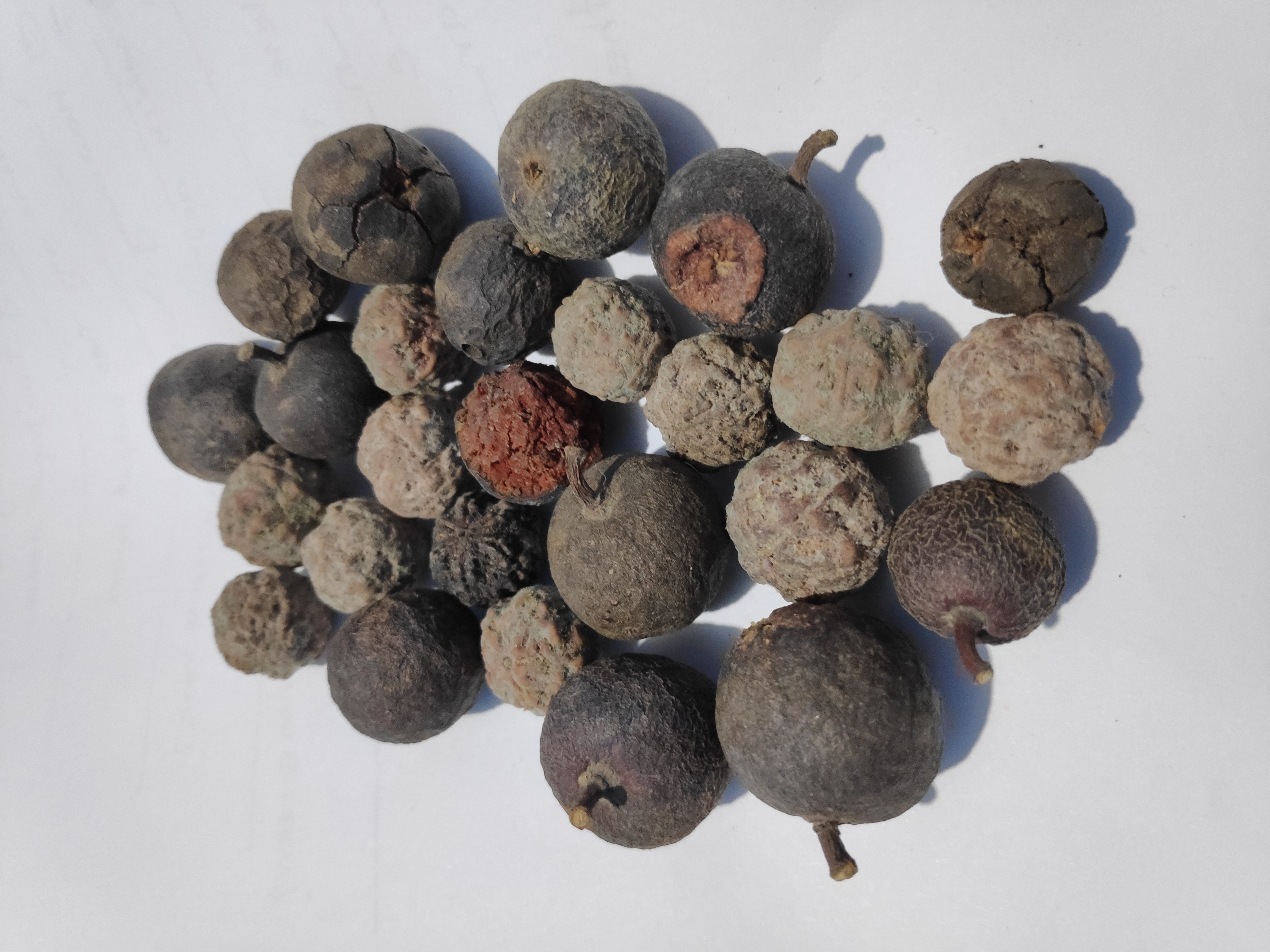 7 Mukhi Rudraksha Bead
