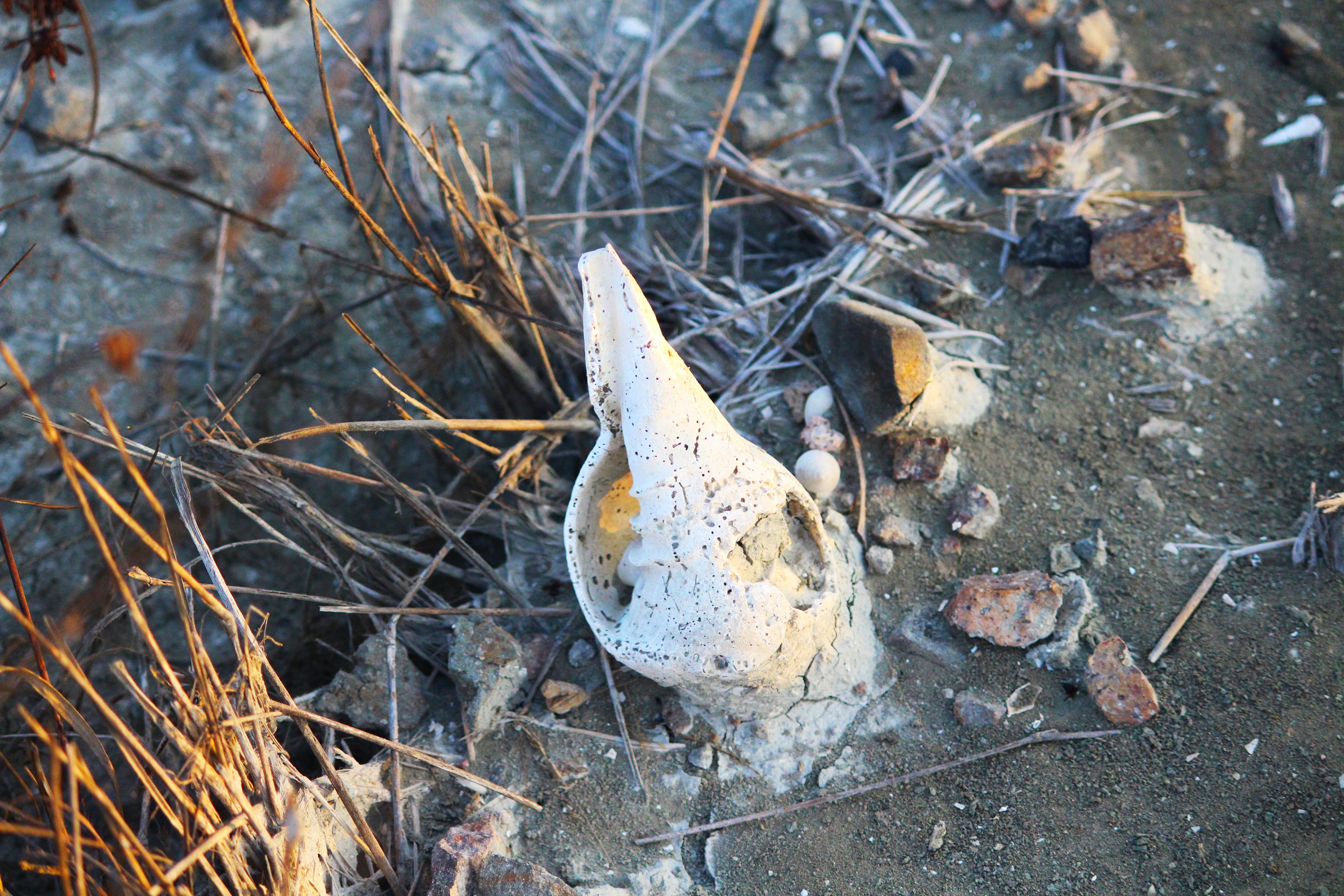Conch Shell (Shankha)